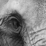 1141265_the_big_gray historia Parku Narodowego Addo Elephant