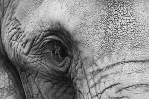 1141265_the_big_gray
