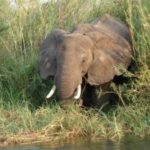 1151583_elephant_1 historia Parku Narodowego Addo Elephant