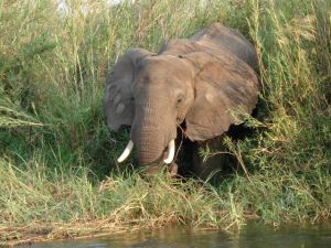 1151583_elephant_1
