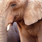 1168186_elephant__2 historia Parku Narodowego Addo Elephant