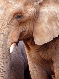 1168186_elephant__2