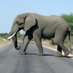 1173129_elephant historia Parku Narodowego Addo Elephant