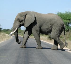 1173129_elephant