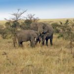 1205534_elephant_in_serengeti_national_park historia Parku Narodowego Addo Elephant