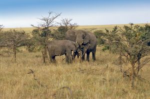 1205534_elephant_in_serengeti_national_park
