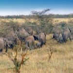 1211181_wild_life_in_african_landscape_2 historia Parku Narodowego Addo Elephant