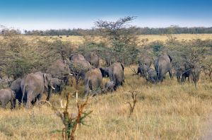 1211181_wild_life_in_african_landscape_2