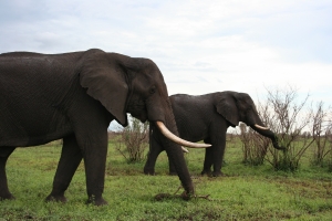 1307741_elephants