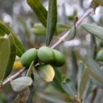 camping-017-wlochy Włoska przyroda