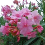 miasta-miasteczka-023-wlochy Włoskie miasta i miasteczka