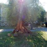 monteriggioni-121-wlochy Spacerem po Monteriggioni