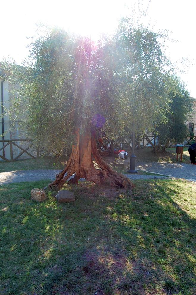 monteriggioni-121-wlochy