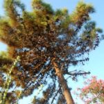 morze-tyrrenski-001-wlochy Włoska przyroda