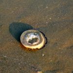 Plaże nad morzem Tyrreńskim