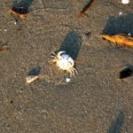 morze-tyrrenski-033-wlochy Włoska przyroda