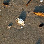 Plaże nad morzem Tyrreńskim