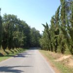 miecz i słoneczniki w San Galgano na Montesiepi
