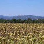 miecz i słoneczniki w San Galgano na Montesiepi