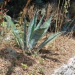 san-gimignano-005-wlochy Włoska przyroda