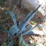 san-gimignano-006-wlochy Włoska przyroda