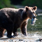 podglądanie niedĹşwiedzi w Grizzly Safaris
