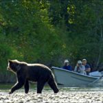 Grizzly Safari podglądanie niedĹşwiedzi w Grizzly Safaris