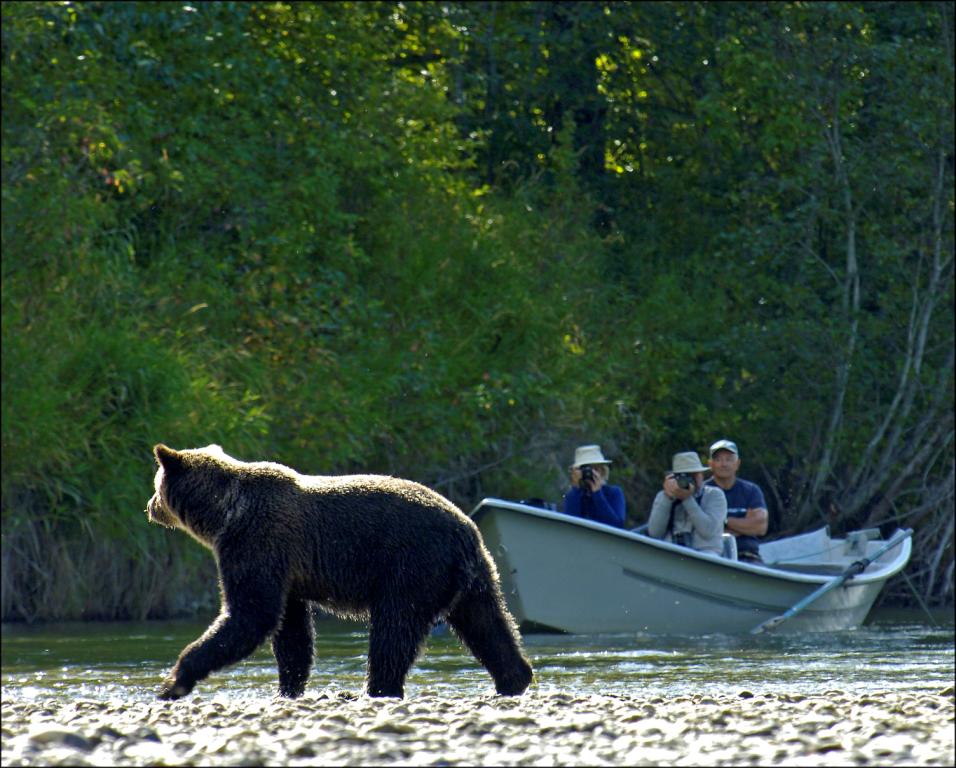 Grizzly Safari