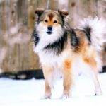 Wyjeżdżasz na ferie? Podpowiemy, co zrobić, aby Twój pies nie rozpaczał z tąsknoty