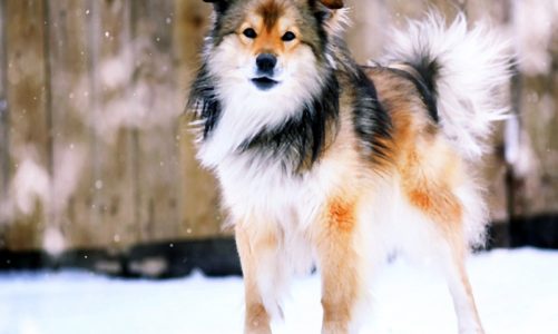 Wyjeżdżasz na ferie? Podpowiemy, co zrobić, aby Twój pies nie rozpaczał z tąsknoty