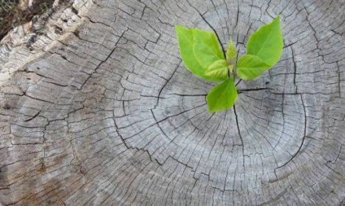 Społeczna odpowiedzialność biznesu według Dachser