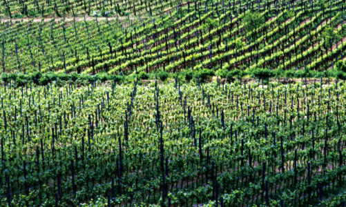 Od najstarszych na świecie winiarni w Kutjevo, po nowoczesne w Ilok