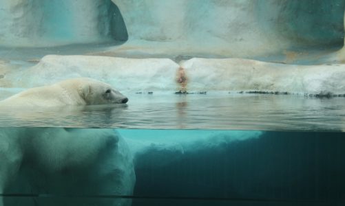 Wspólne świątowanie urodzin niedĹşwiedzi polarnych