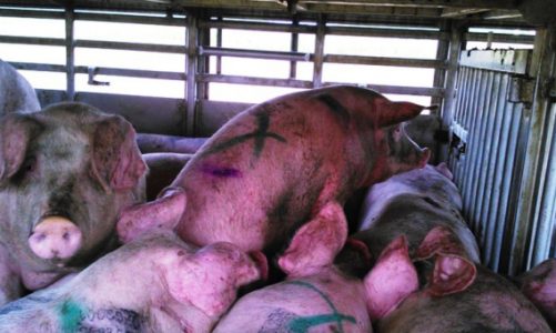 Afera mięsna: jak zwiększyć bezpieczeństwo transportu zwierząt?