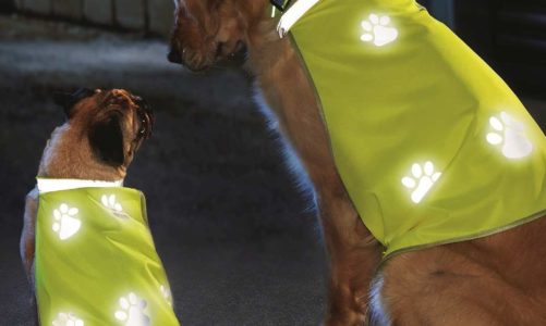 Jesienne aktywności rodzinne. Kilka gadżetów, które pomogą utrzymać formą