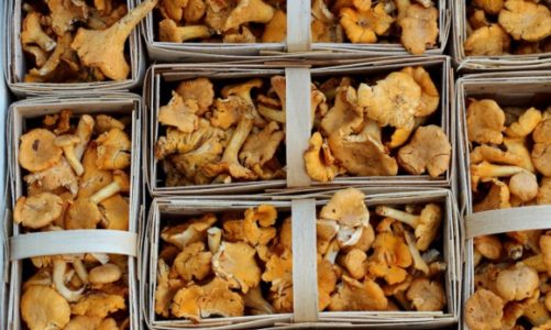 Sezon grzybowy także w logistyce – Fracht FWO dostarcza świeże kurki do USA