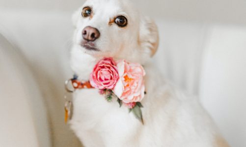 Dzień kundelka 25.X – Nasze relacje ze zwierzątami – czy potrafimy o nie zadbać?